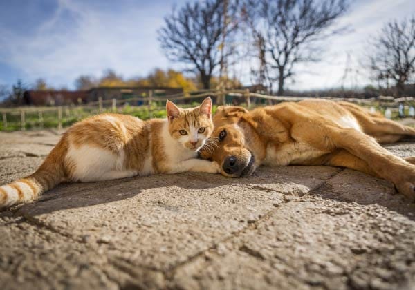 heimtier_stegner_ihr_landmrkt-50